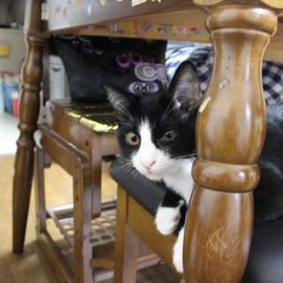 生後5ヶ月程度のメス猫ちゃんです