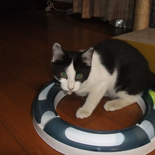 幸せニャンコになりたい！