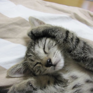 欽ちゃん走りのきじとら子猫です