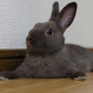 ネザーランドドワーフをお譲りします