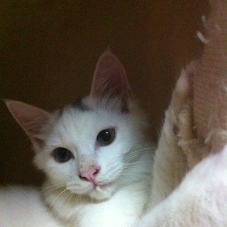 ふわふわ長毛のおっとりさん♂