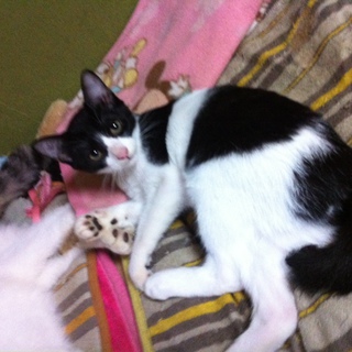 人見知りの黒白ちゃん♀