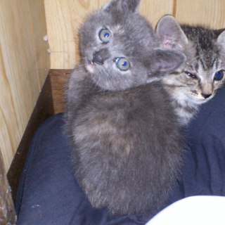 急遽お願いします。