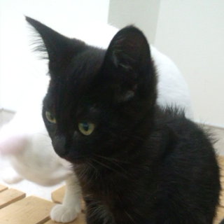 ビキニを着た丸顔ちゃん