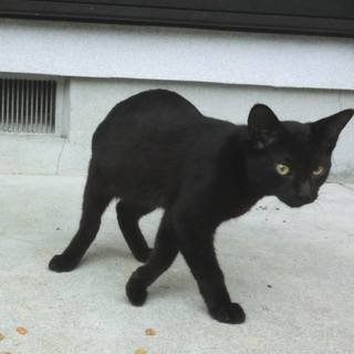 可愛いクロチャンです