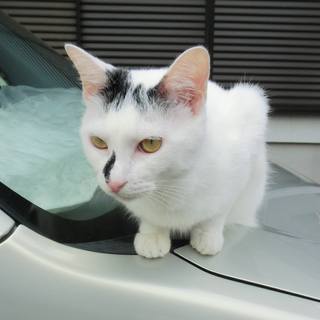 モモンガと呼んで下さい