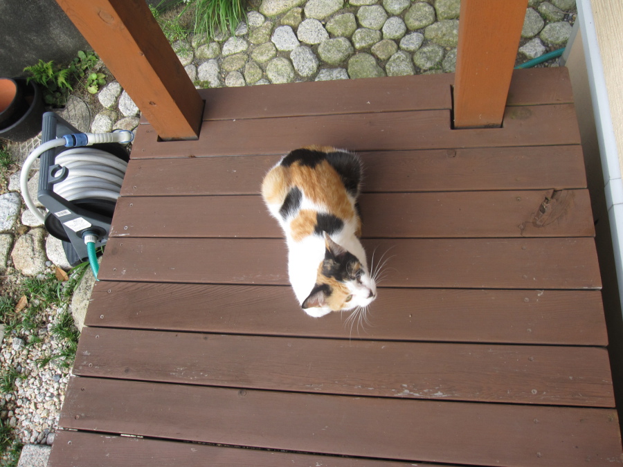 とっても優しくステキな家族が出来ました！ サムネイル2