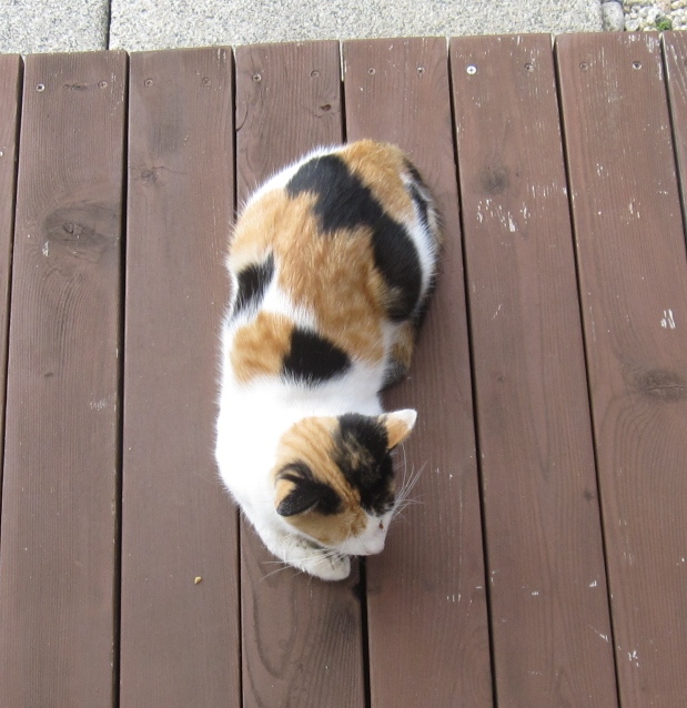 とっても優しくステキな家族が出来ました！ サムネイル3