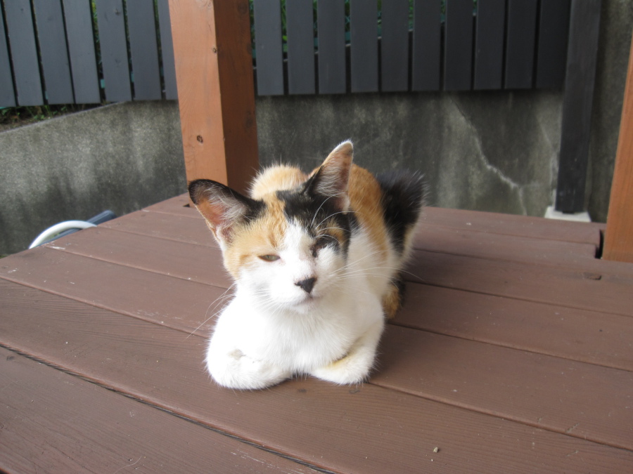 とっても優しくステキな家族が出来ました！ サムネイル6