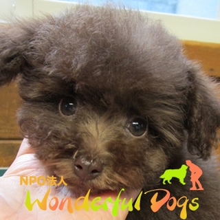 しっかりした躾を！「レイナ」トイ・プードル４ヶ月♀