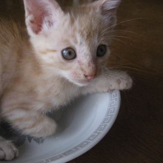 よろしくお願いします。