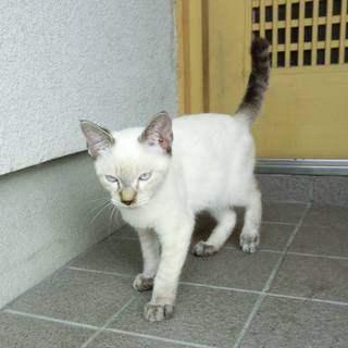 里親決りました