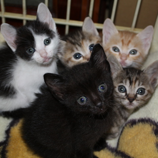 愛らしい兄妹猫たちです