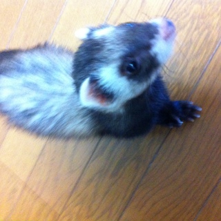 里親さんを募集します（臭腺除去＆避妊済み）