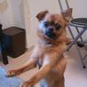 グリフォン×ポメMIX２歳の男の子です！ サムネイル3