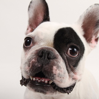 【素敵な里親さん募集】フレンチブルドッグ(うみ)