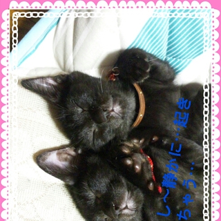 真っ黒くろスケ…２匹いますよ！