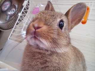 【里親決定しました。ありがとうございました。】 サムネイル1