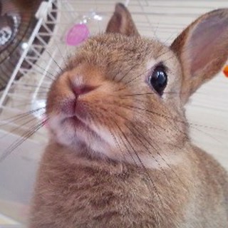 【里親決定しました。ありがとうございました。】