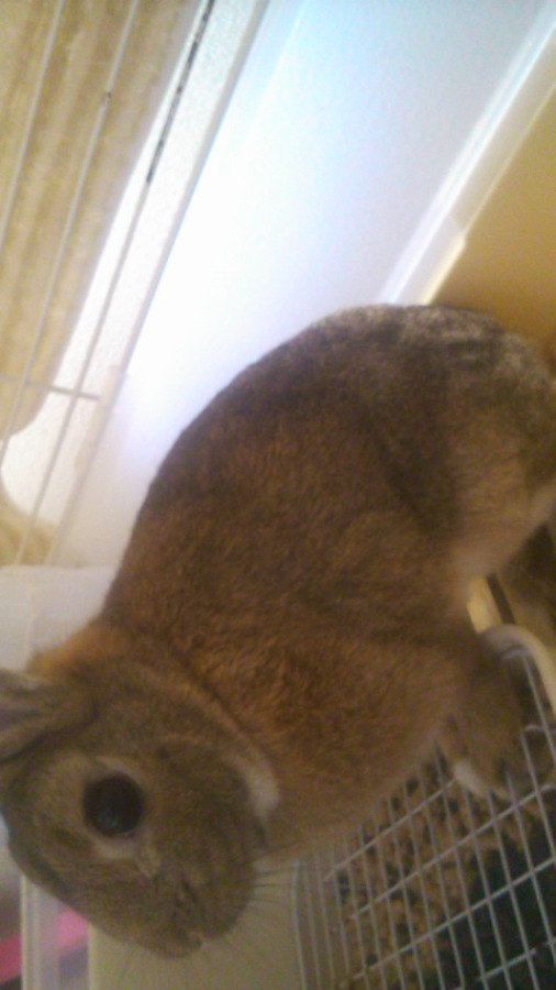 【里親決定しました。ありがとうございました。】 サムネイル2