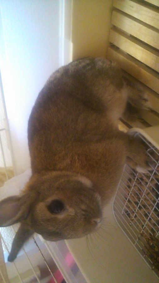 【里親決定しました。ありがとうございました。】 サムネイル6