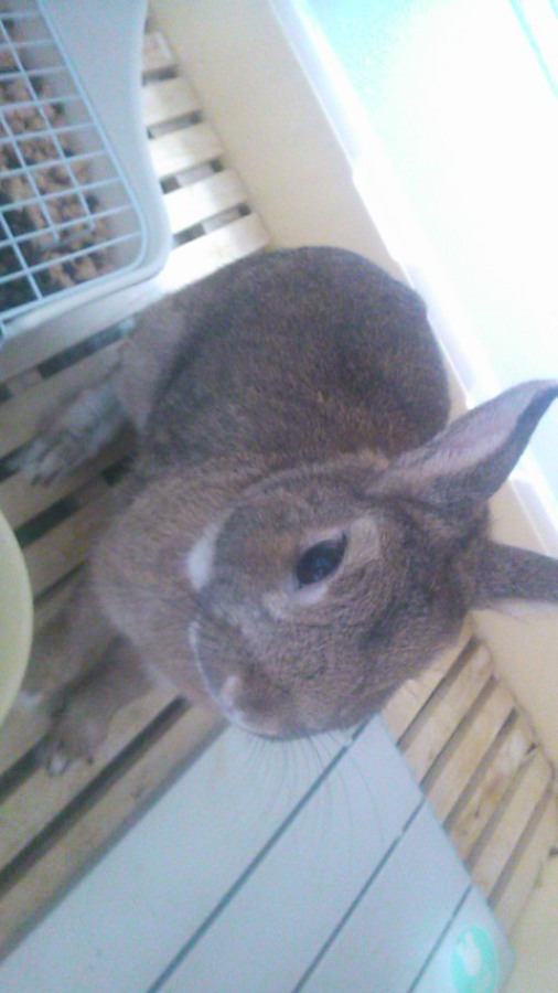 【里親決定しました。ありがとうございました。】 サムネイル5