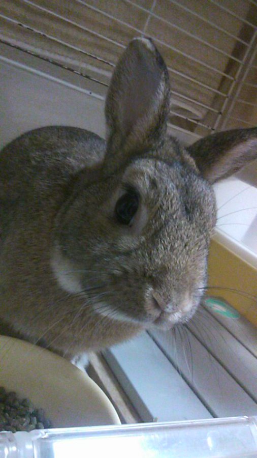 【里親決定しました。ありがとうございました。】 サムネイル4