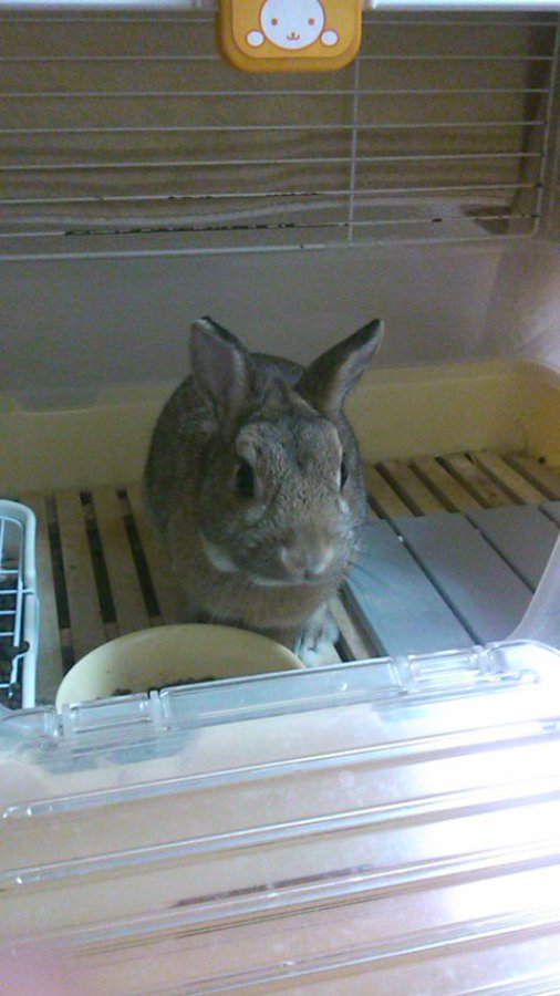 【里親決定しました。ありがとうございました。】 サムネイル3