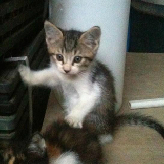 どうか助けてください！キジトラちゃん２匹