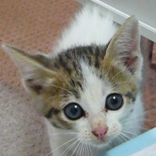 生後１ヵ月半の目の大きな男の子