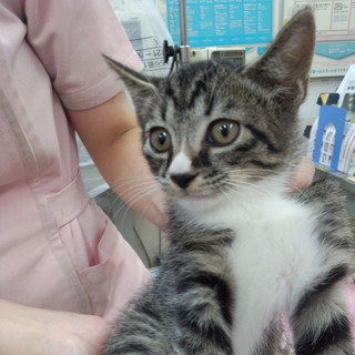 鼻筋の通ったハンサム君です。