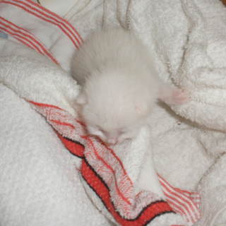 【里親決定】生後１週間程度の白玉団子ちゃん（仮名）