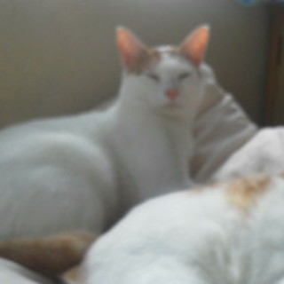 自宅で産まれたネコです