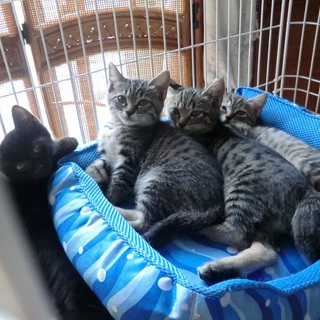 大きくなってきてます=^_^=お願いします！