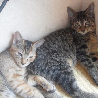 生後5ヶ月の子猫。