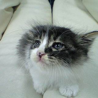 長毛　かわいいブチ猫