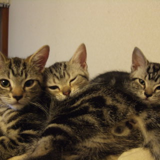 アメショ・ブラウン