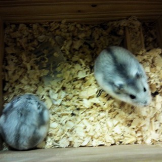 ハムスター可愛がってくれる方募集中