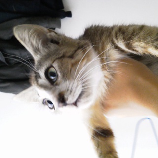 新しい家族、探しています