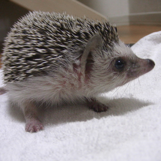 はりねずみ・女の子を可愛がってくださる方募集！！