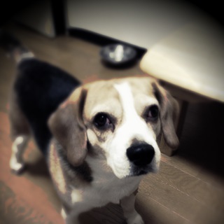 ビーグル　オス　里親募集