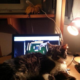 里親を探しています。