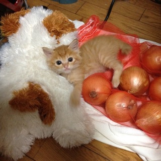 2ヶ月 甘えん坊の男の子