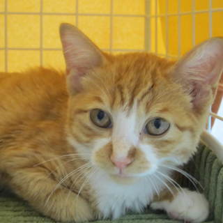 ケガの回復順調なトラ吉4ヶ月