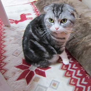 スコティッシュホールドの男の子