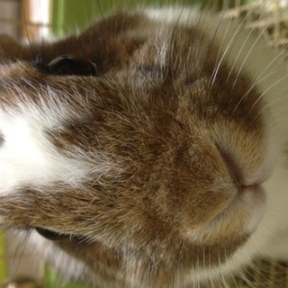 ミニウサギ♂6か月