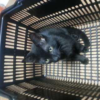 黒猫☆メス☆生後4ヶ月