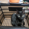 黒猫☆メス☆生後4ヶ月 サムネイル2