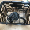 黒猫☆メス☆生後4ヶ月 サムネイル3