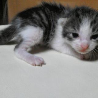 里親さんが見つかりました。有り難うございました